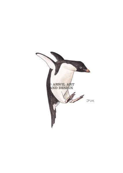 Watercolour illustration of an adelie penguin, with gentle shading and fine line details. Watermark copyright Arwil Art and Design