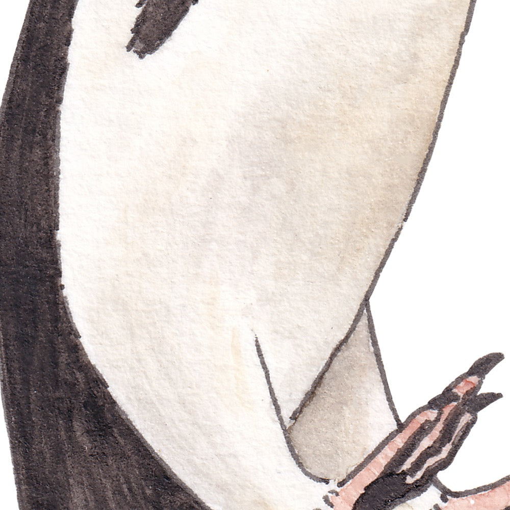 Arwil Art and Design watercolour illustration of an adelie penguin, with gentle shading and fine line details - cropped to show detail