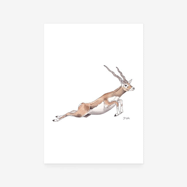 Blackbuck Antelope Print