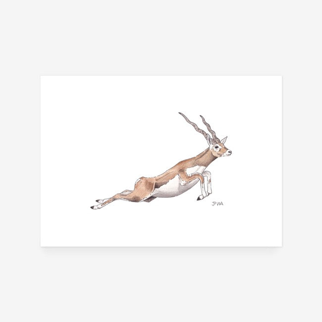 Blackbuck Antelope Print