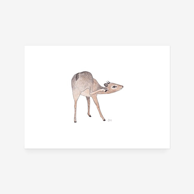 Dik Dik Print