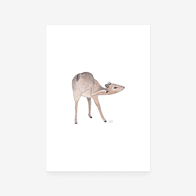 Dik Dik Print