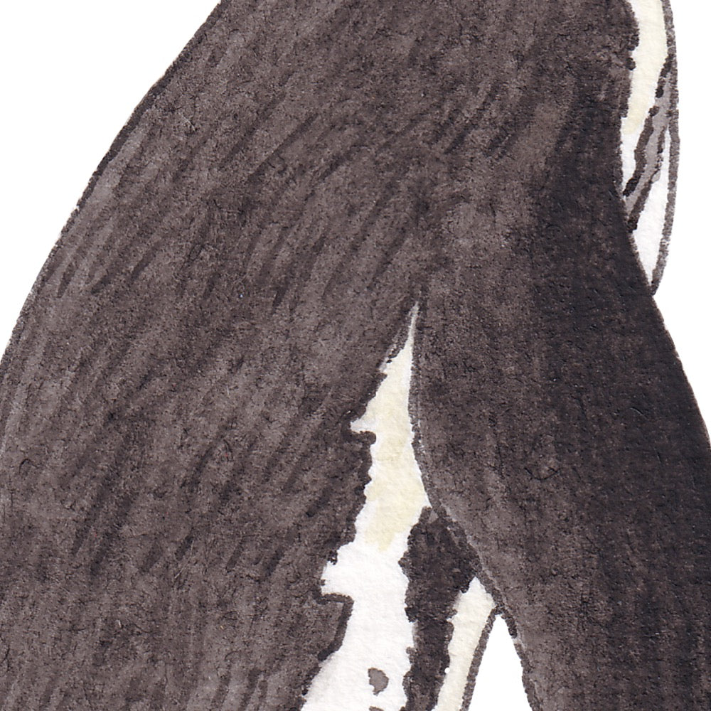 Arwil Art and Design watercolour illustration of an african penguin, with gentle shading and fine line details - cropped to show detail