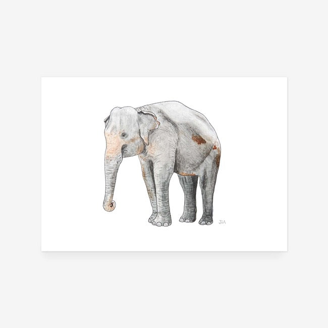 Elephant I Print