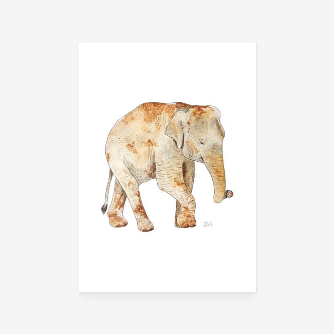 Elephant II Print