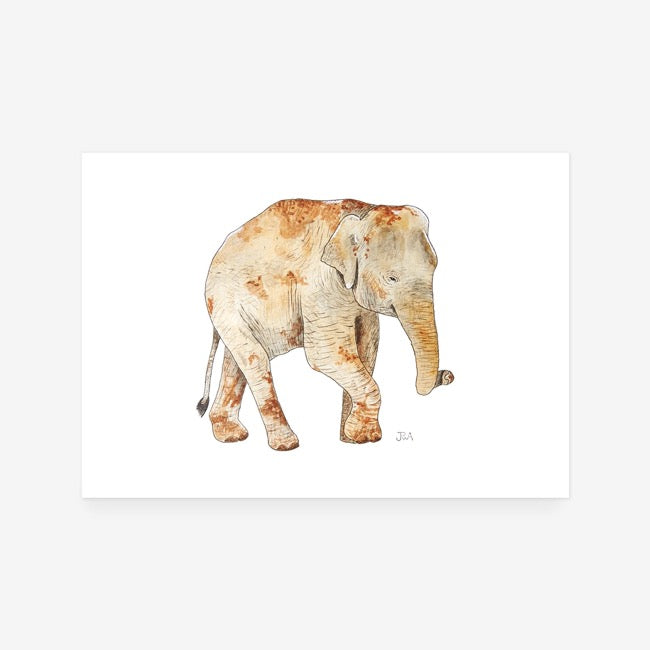 Elephant II Print