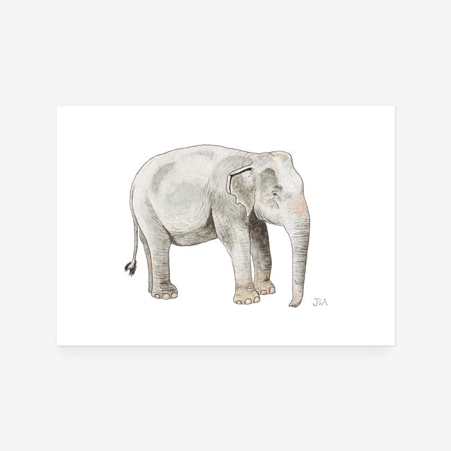 Elephant III Print
