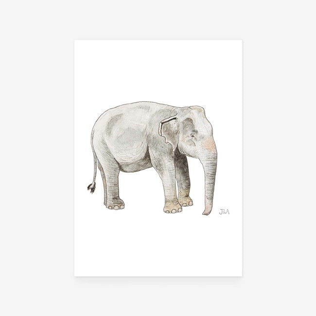 Elephant III Print