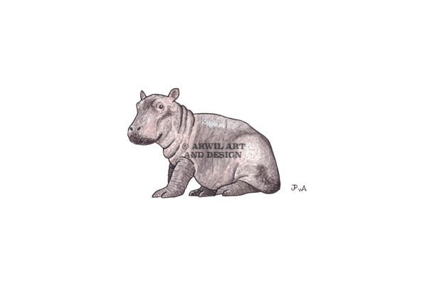 Watercolour illustration of a baby hippopotamus, with gentle shading and fine line details. Watermark copyright Arwil Art and Design