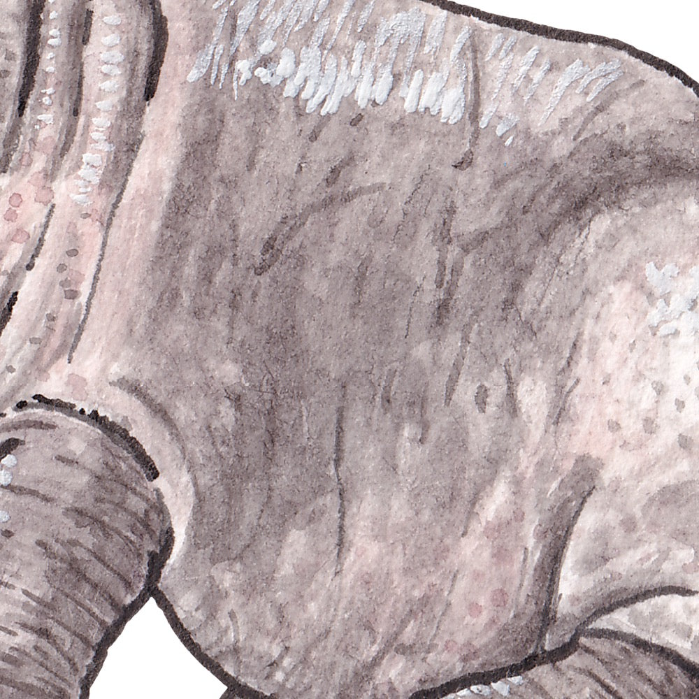 Arwil Art and Design watercolour illustration of a baby hippopotamus, with gentle shading and fine line details - cropped to show detail