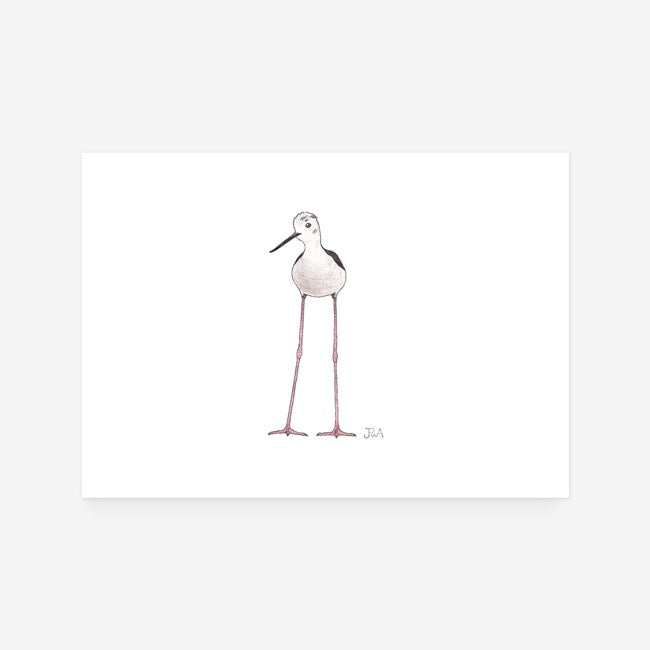 Black-Winged Stilt Print