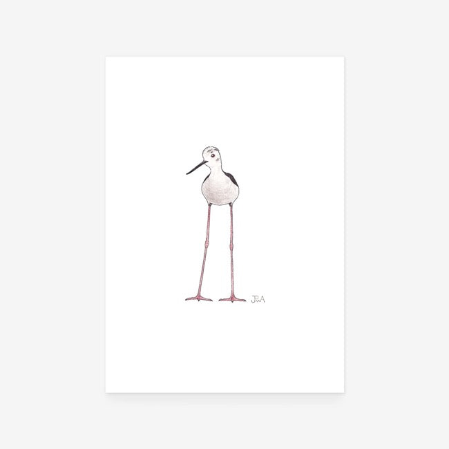 Black-Winged Stilt Print