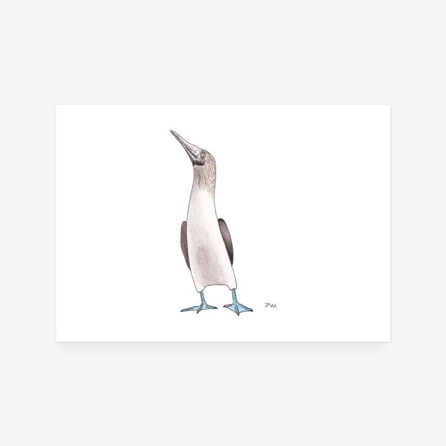 Blue Footed Booby Print