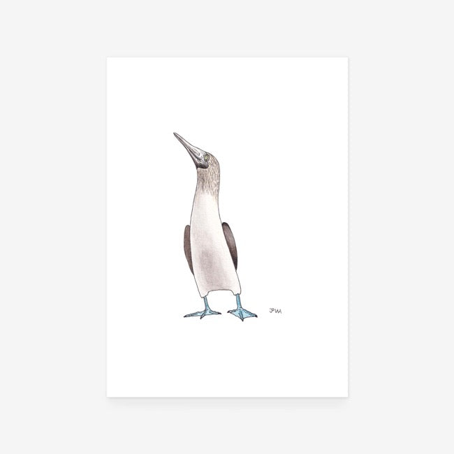Blue Footed Booby Print