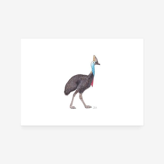 Cassowary Print