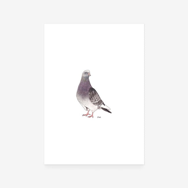 Pigeon Print