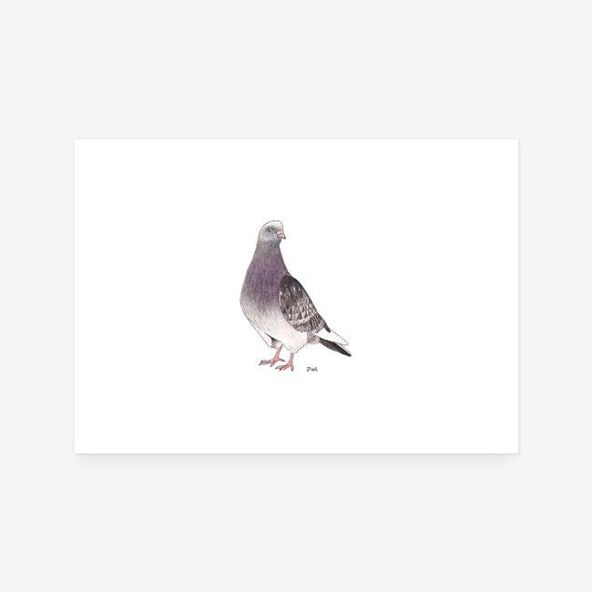 Pigeon Print