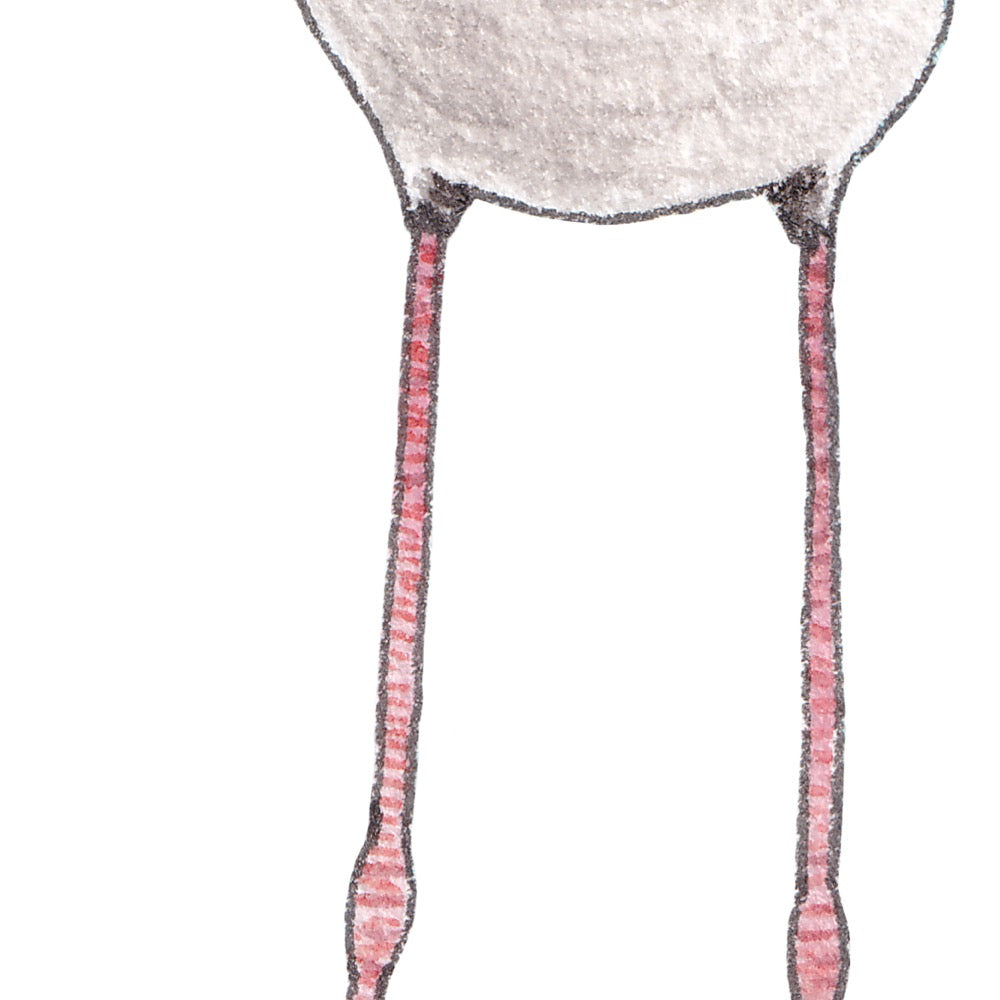 Arwil Art and Design watercolour illustration of a black winged stilt, with gentle shading and fine line details - cropped to show detail