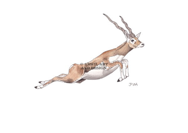 Watercolour illustration of a blackbuck antelope, with gentle shading and fine line details. Watermark copyright Arwil Art and Design