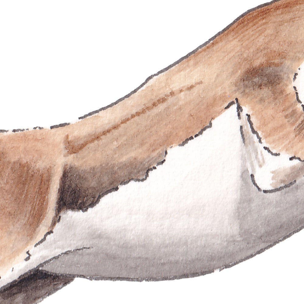Arwil Art and Design watercolour illustration of a blackbuck antelope, with gentle shading and fine line details - cropped to show detail