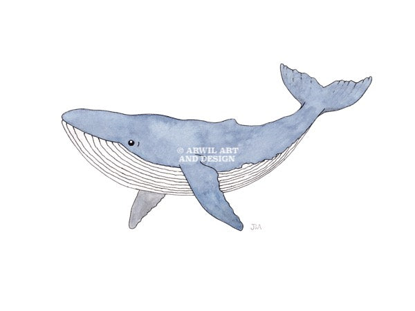Watercolour illustration of a blue whale, with gentle shading and fine line details. Watermark copyright Arwil Art and Design