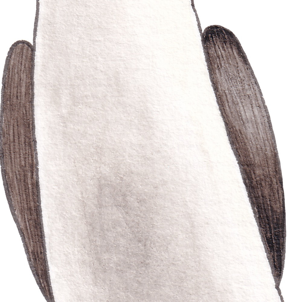 Arwil Art and Design watercolour illustration of a blue footed booby, with gentle shading and fine line details - cropped to show detail