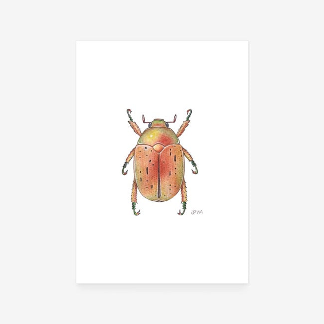 Christmas Beetle Print