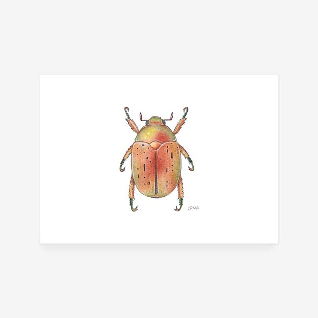 Christmas Beetle Print