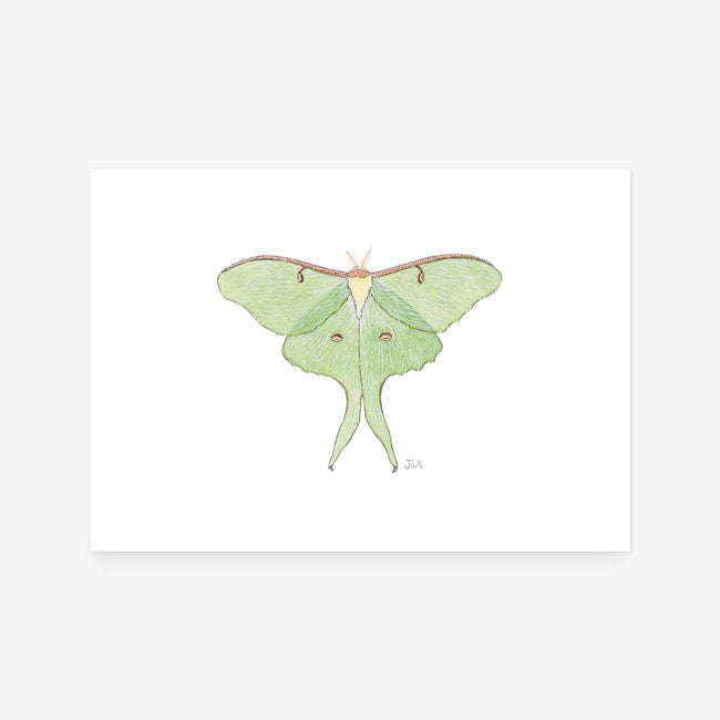 Luna Moth Print
