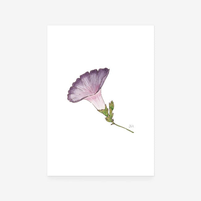 Purple Field Bindweed Print