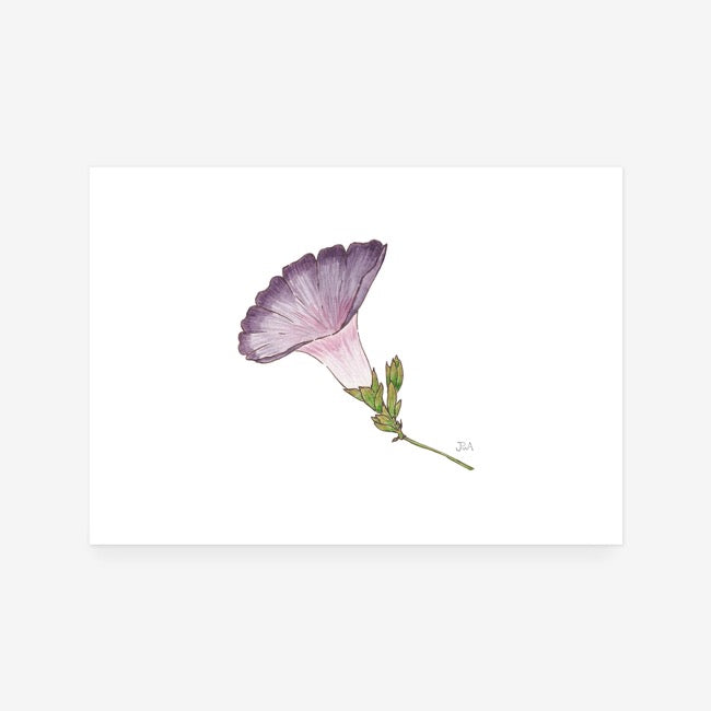 Purple Field Bindweed Print
