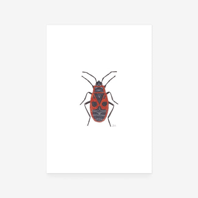 Red Firebug Print