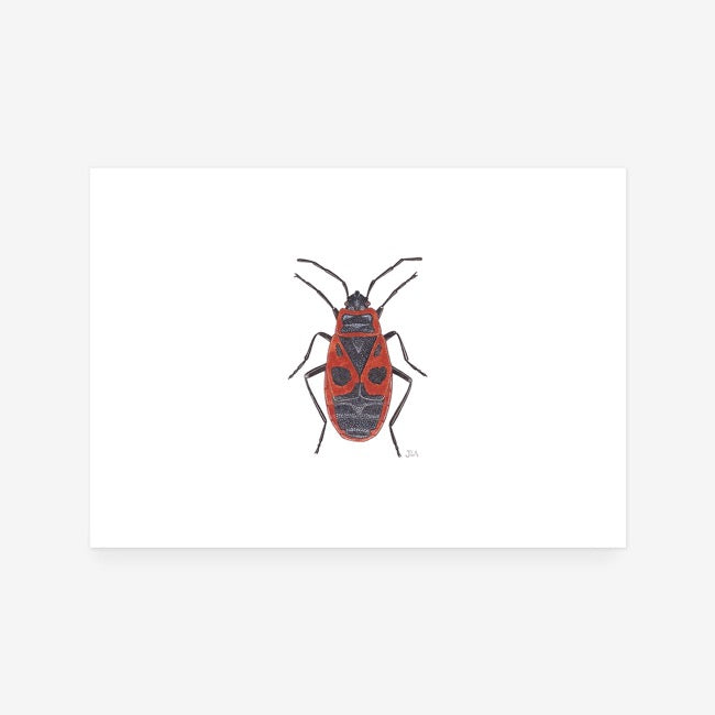 Red Firebug Print
