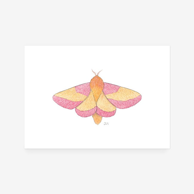 Rosy Maple Moth Print