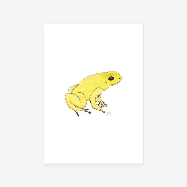 Yellow Poison Dart Frog Print