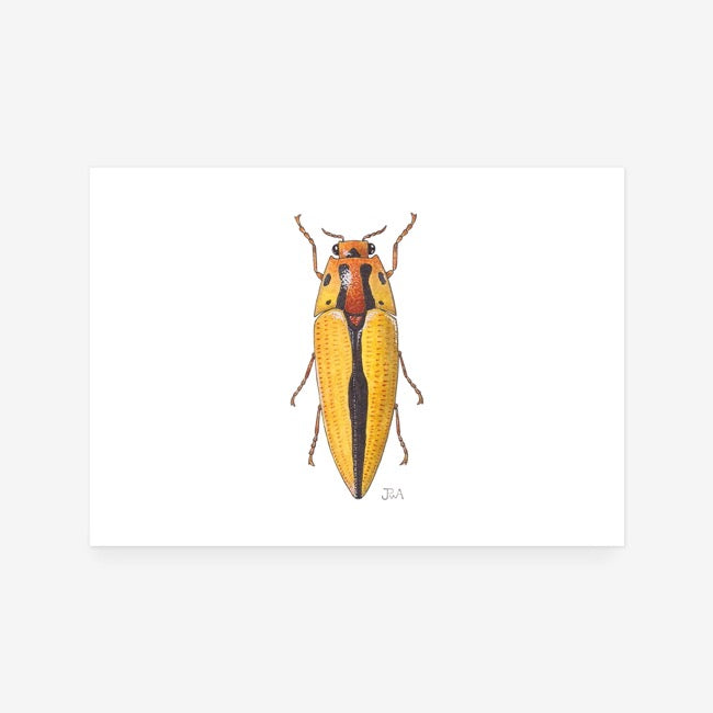 Yellow Jewel Beetle Print