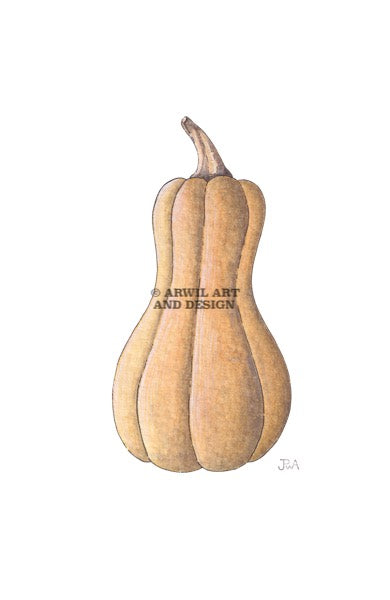 Watercolour illustration of a butternut pumpkin squash, with gentle shading and fine line details. Watermark copyright Arwil Art and Design