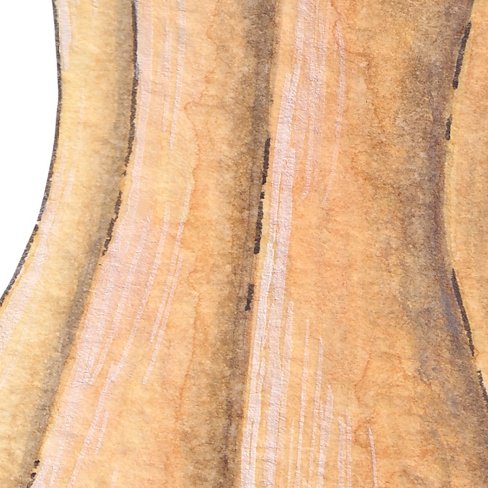 Arwil Art and Design watercolour illustration of a butternut pumpkin squash, with gentle shading and fine line details - cropped to show detail