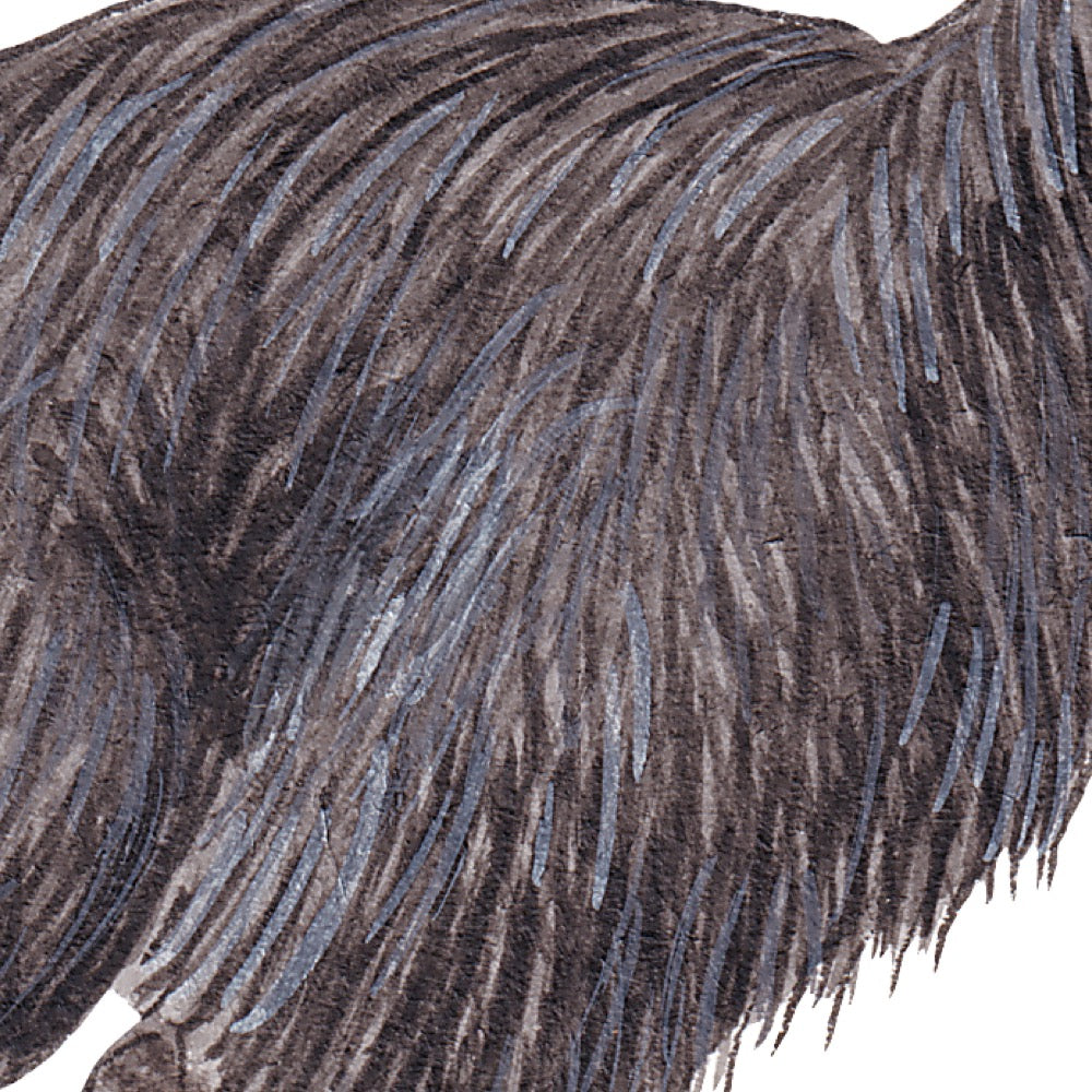 Arwil Art and Design watercolour illustration of a cassowary, with gentle shading and fine line details - cropped to show detail