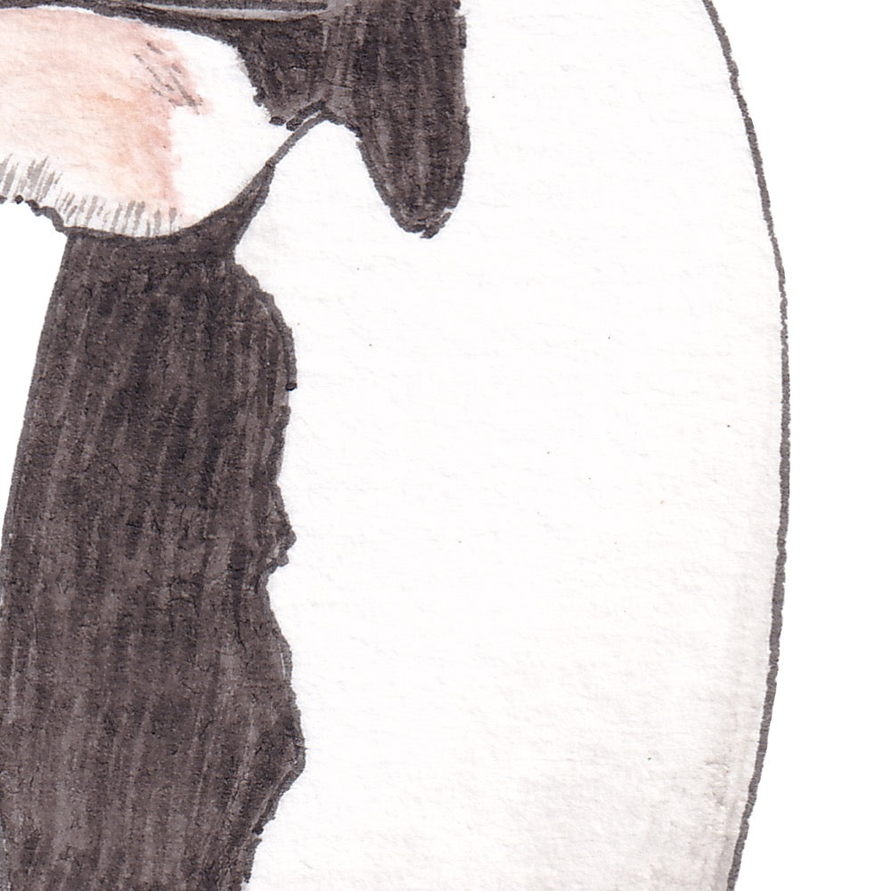 Arwil Art and Design watercolour illustration of a chinstrap penguin, with gentle shading and fine line details - cropped to show detail