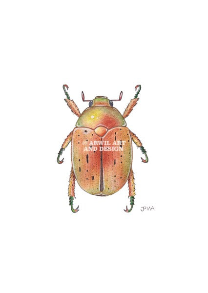 Watercolour illustration of a christmas beetle, with gentle shading and fine line details. Watermark copyright Arwil Art and Design