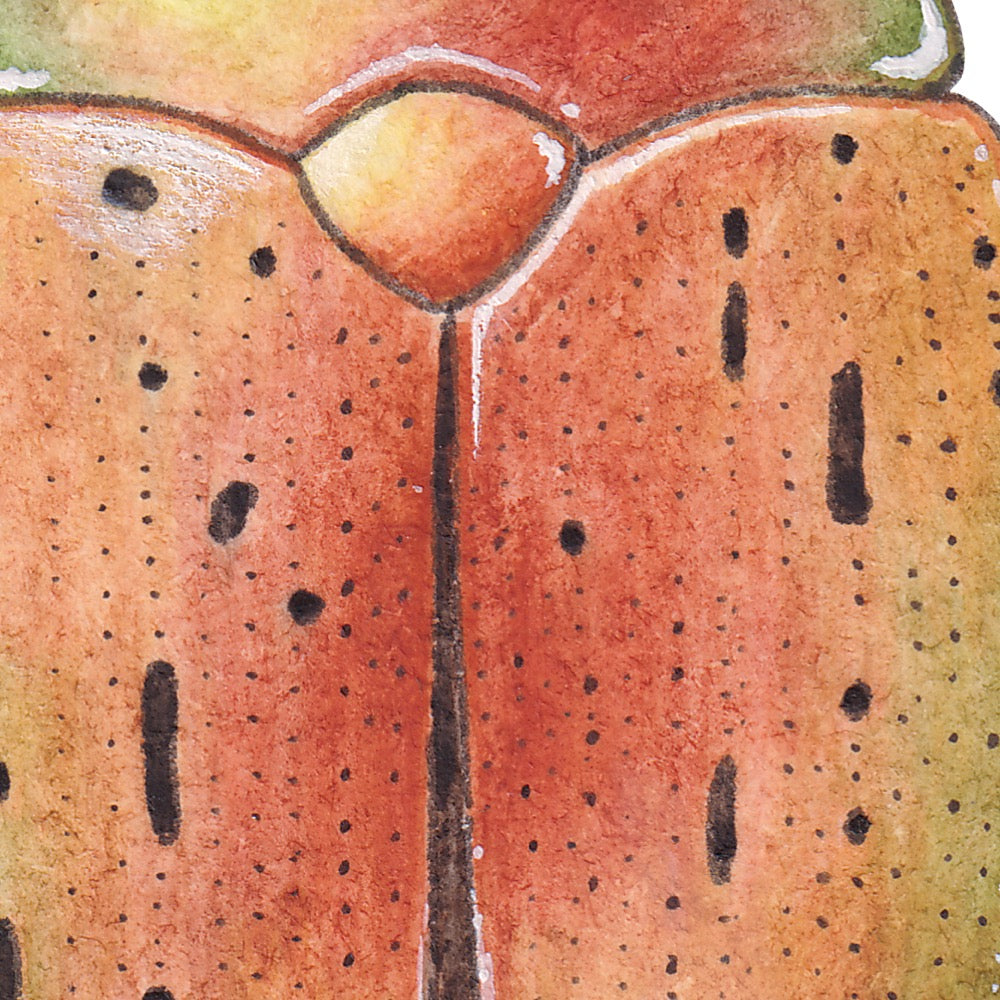 Arwil Art and Design watercolour illustration of a christmas beetle, with gentle shading and fine line details - cropped to show detail