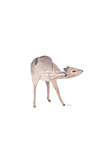 Watercolour illustration of a dik dik, with gentle shading and fine line details. Watermark copyright Arwil Art and Design