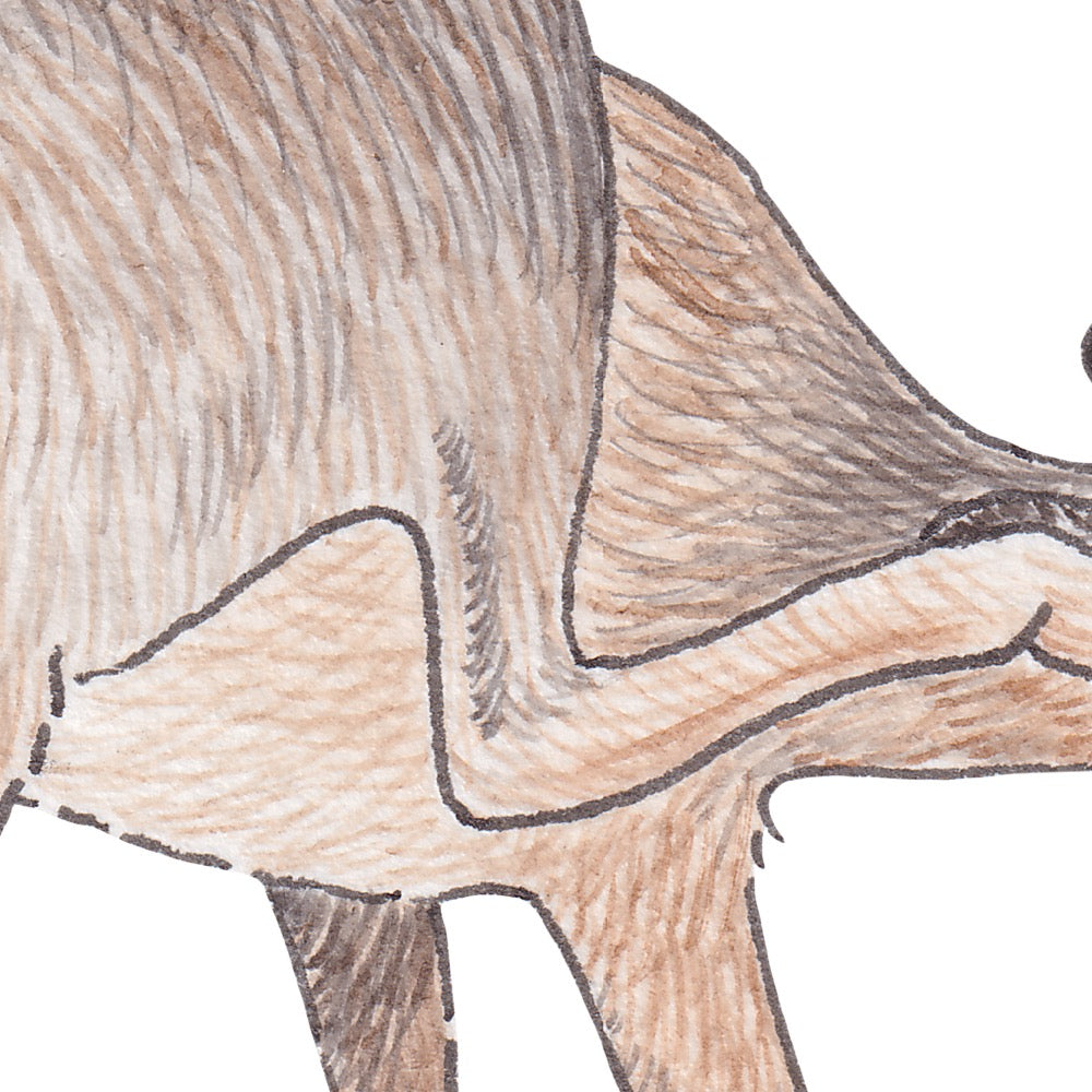 Arwil Art and Design watercolour illustration of a dik dik, with gentle shading and fine line details - cropped to show detail