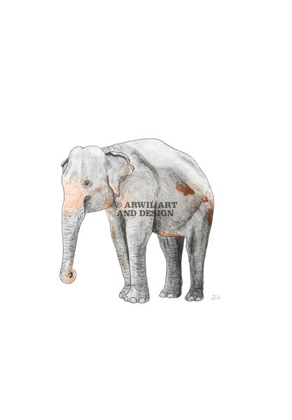 Watercolour illustration of a elephant, with gentle shading and fine line details. Watermark copyright Arwil Art and Design