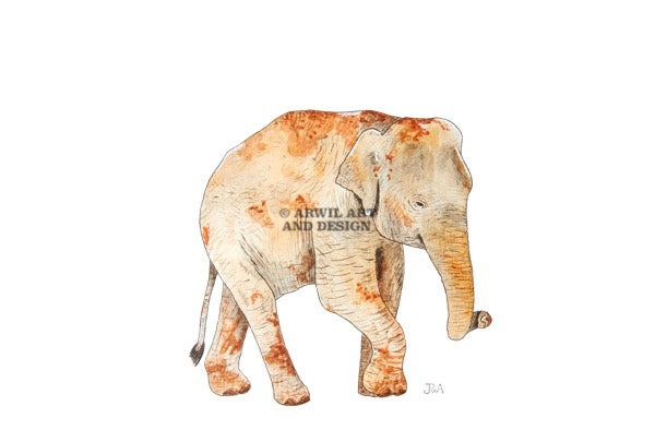 Watercolour illustration of a elephant, with gentle shading and fine line details. Watermark copyright Arwil Art and Design