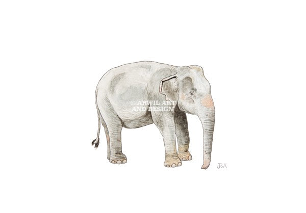Watercolour illustration of a elephant, with gentle shading and fine line details. Watermark copyright Arwil Art and Design