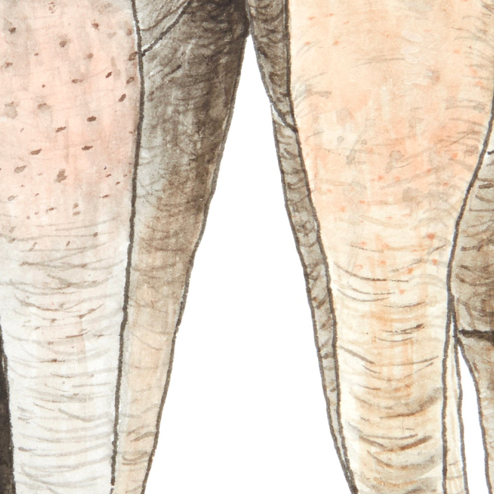Arwil Art and Design watercolour illustration of an elephant pair, with gentle shading and fine line details - cropped to show detail