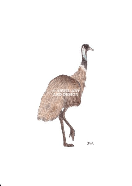 Watercolour illustration of an emu, with gentle shading and fine line details. Watermark copyright Arwil Art and Design