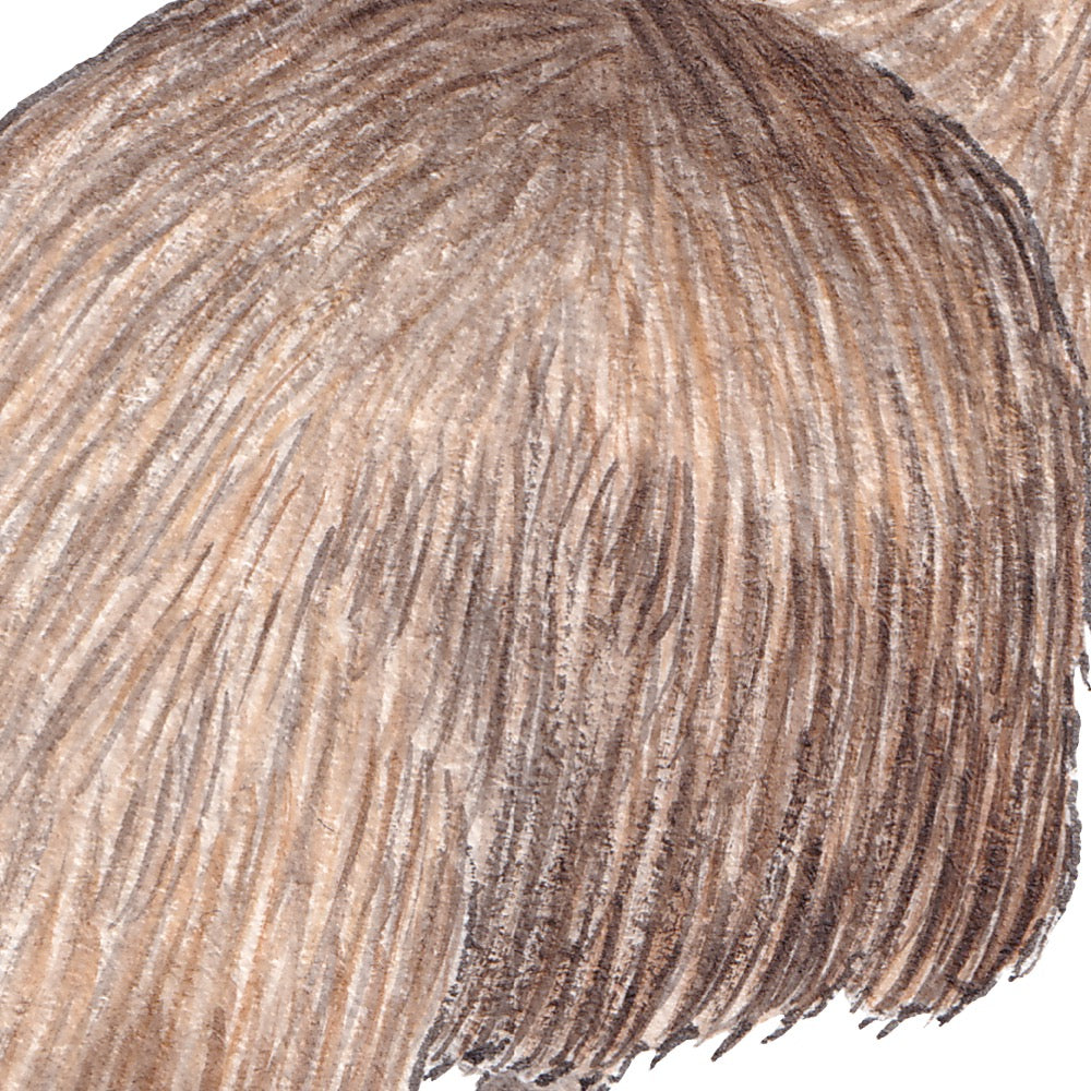 Arwil Art and Design watercolour illustration of an emu, with gentle shading and fine line details - cropped to show detail